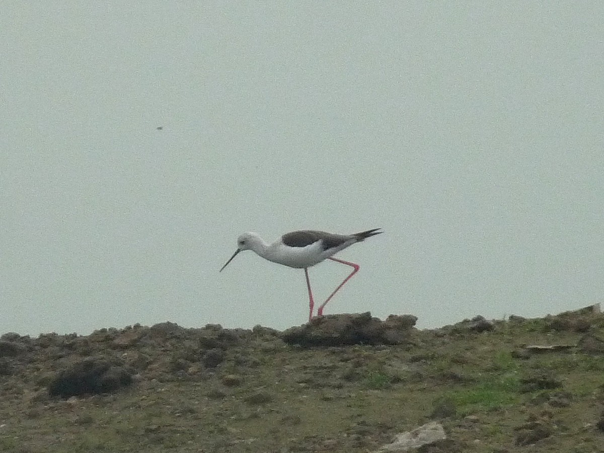 Black-winged Stilt - ML642199433