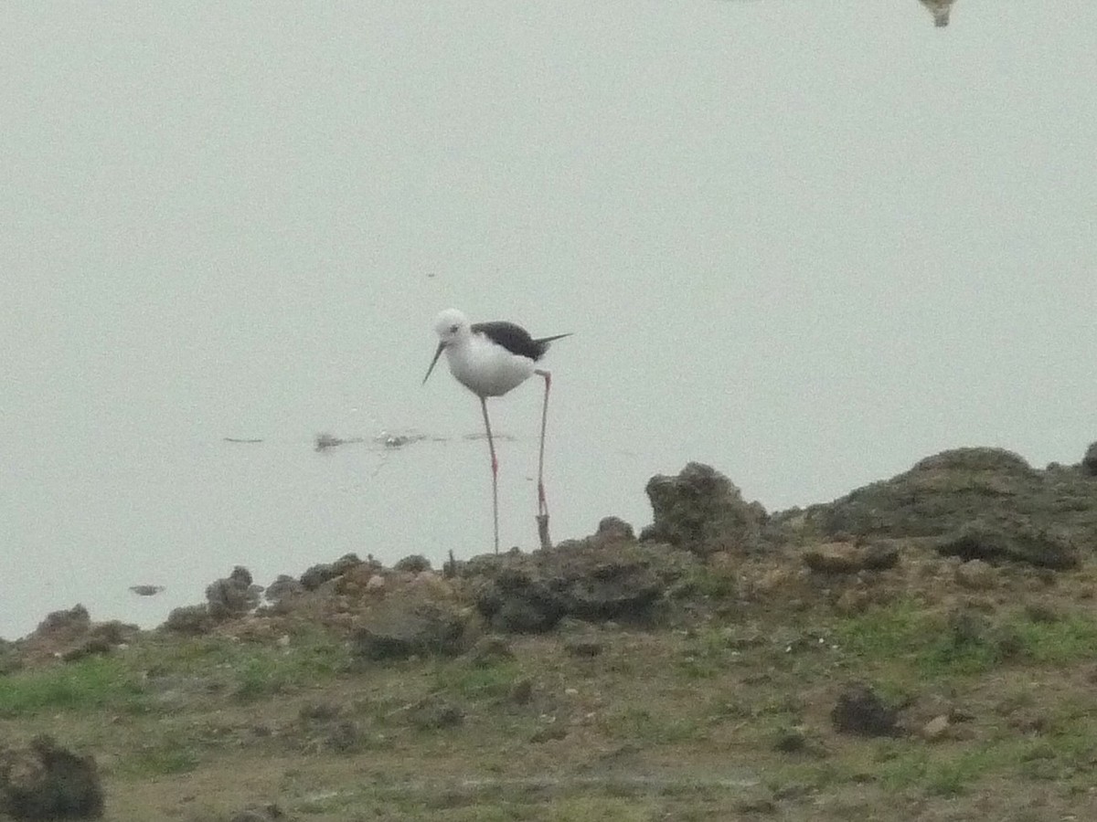 Black-winged Stilt - ML642199434