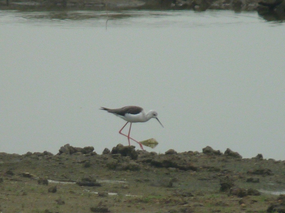 Black-winged Stilt - ML642199435
