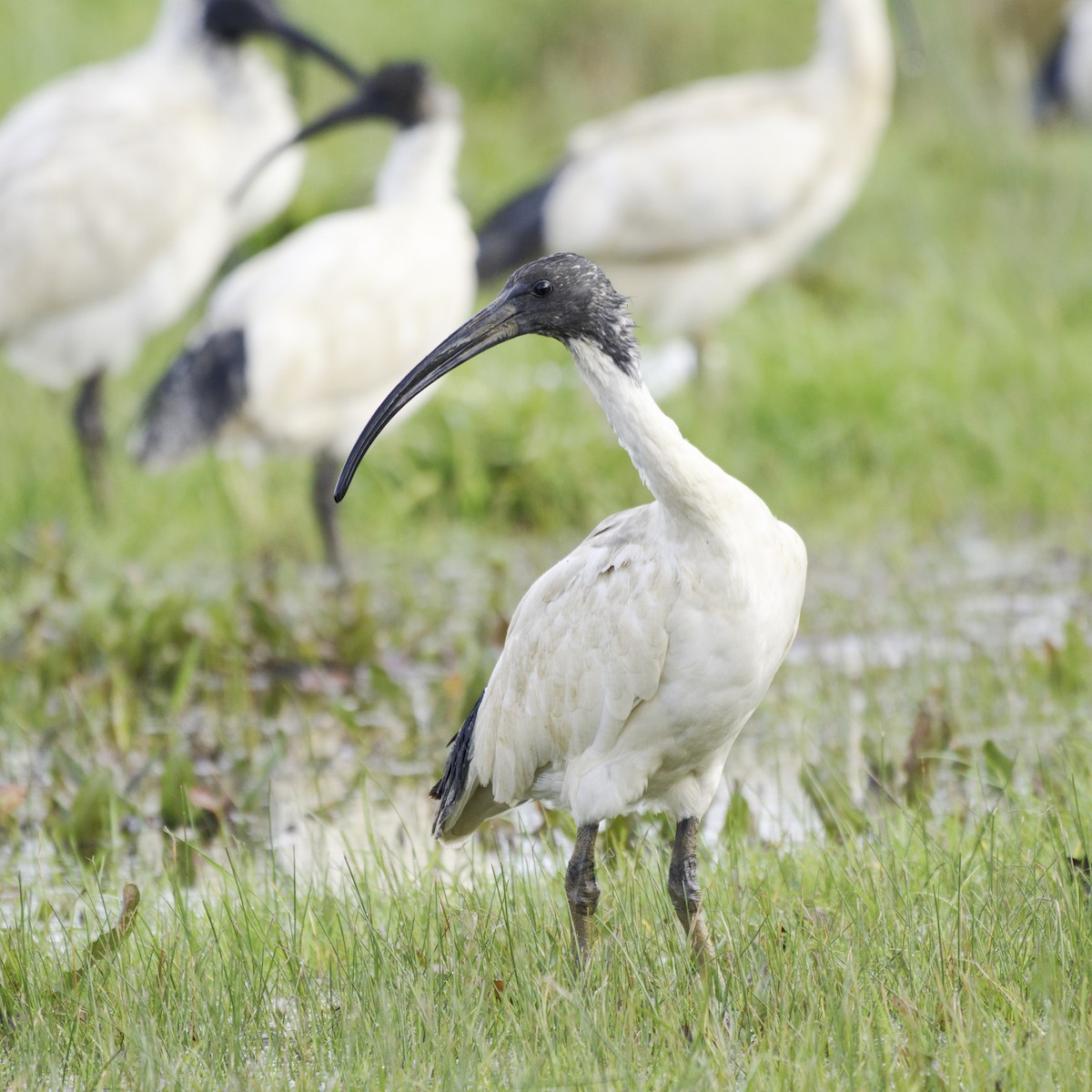 Australian Ibis - ML642199478