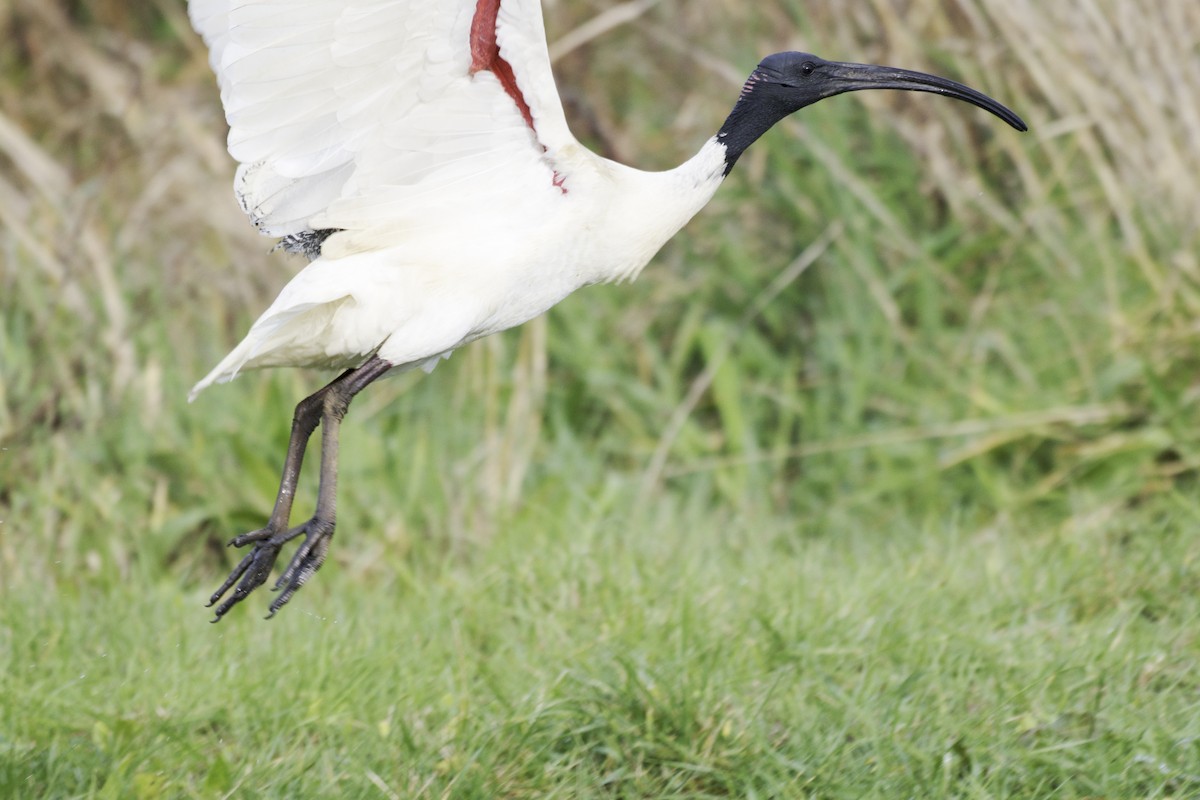 Australian Ibis - ML642199479
