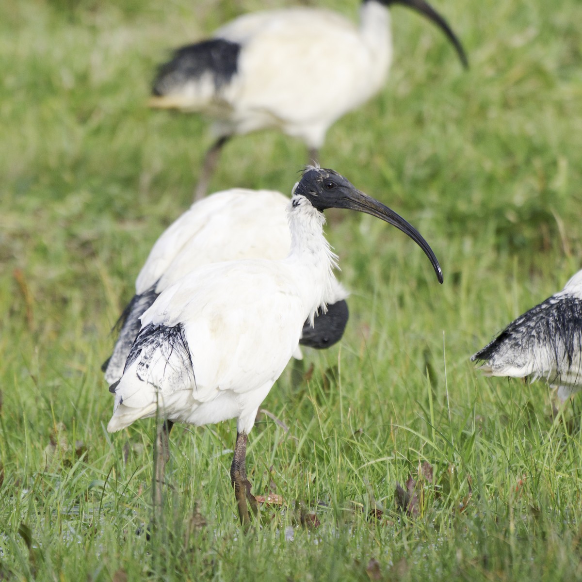 Australian Ibis - ML642199489
