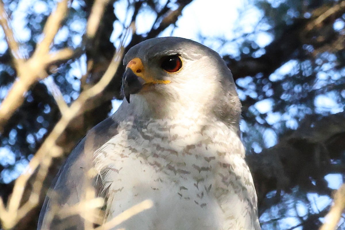 Gray Goshawk - ML642199517