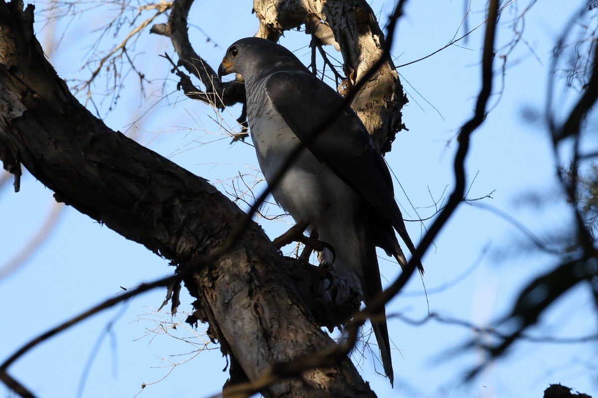 Gray Goshawk - ML642199522