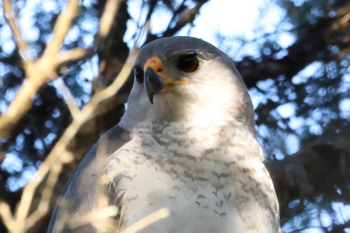 Gray Goshawk - ML642199525