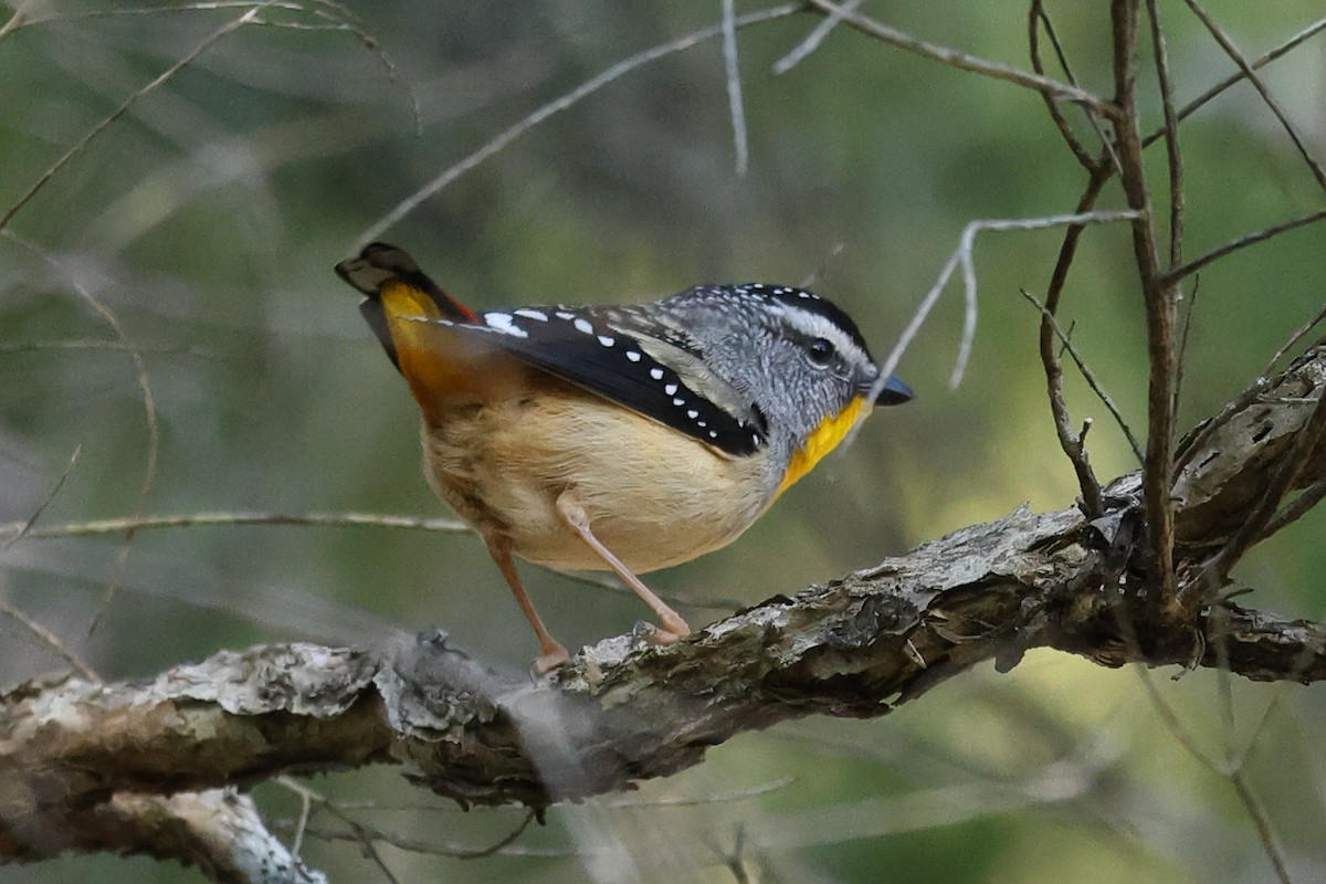 Spotted Pardalote - ML642199528