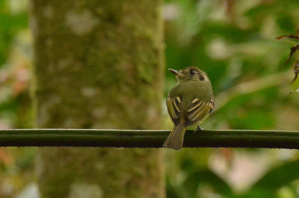 Sepia-capped Flycatcher - ML642199536