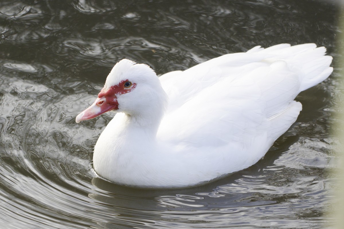 Muscovy Duck (Domestic type) - ML642199541