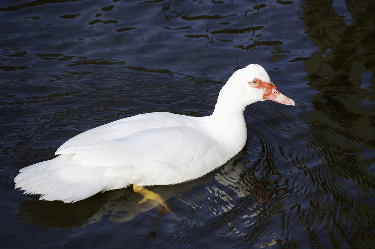Muscovy Duck (Domestic type) - ML642199542