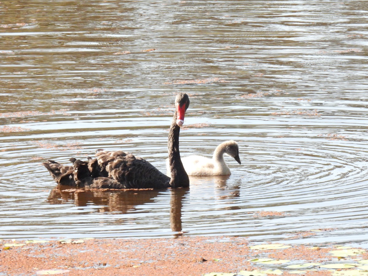 Black Swan - ML642199548
