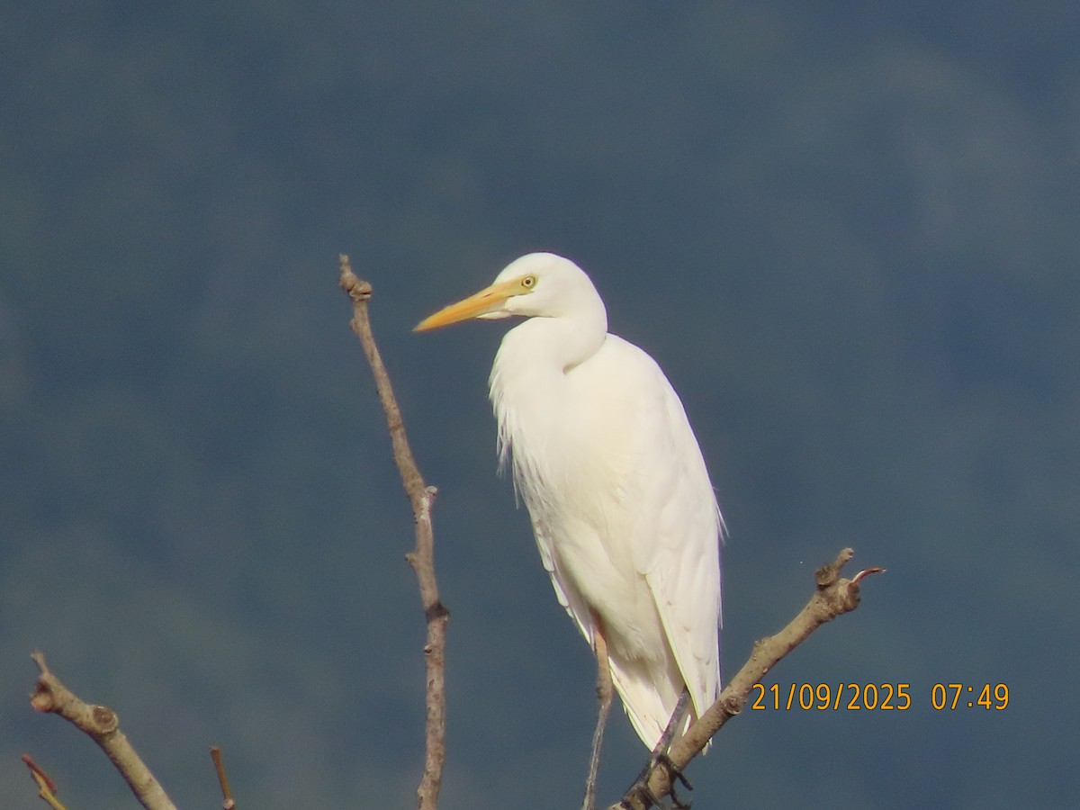 Plumed Egret - ML642199554