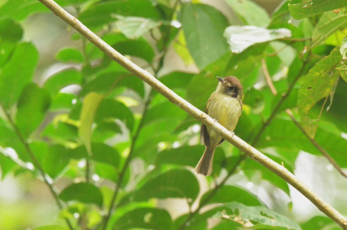Sepia-capped Flycatcher - ML642199565
