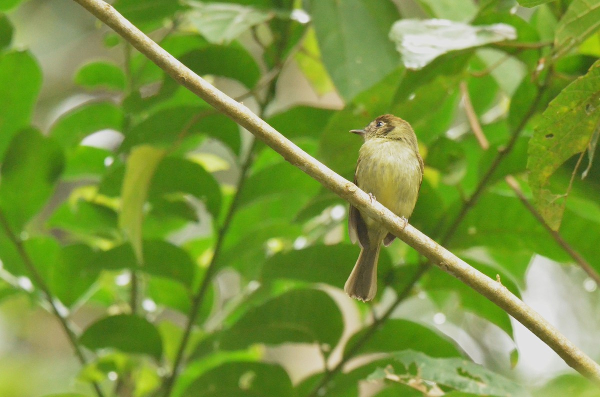 Sepia-capped Flycatcher - ML642199566