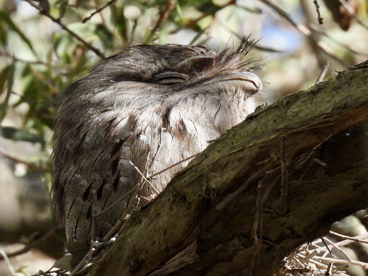 Tawny Frogmouth - ML642199578