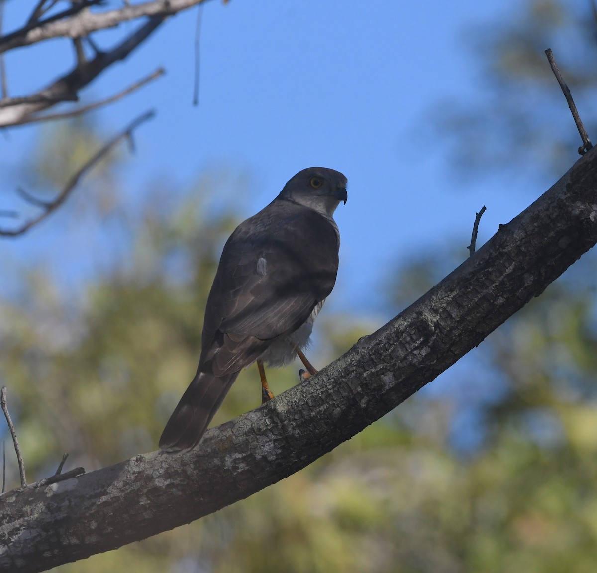 African Goshawk - ML642199587