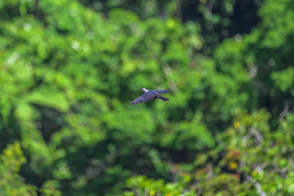 Pacific Imperial-Pigeon - ML642199592
