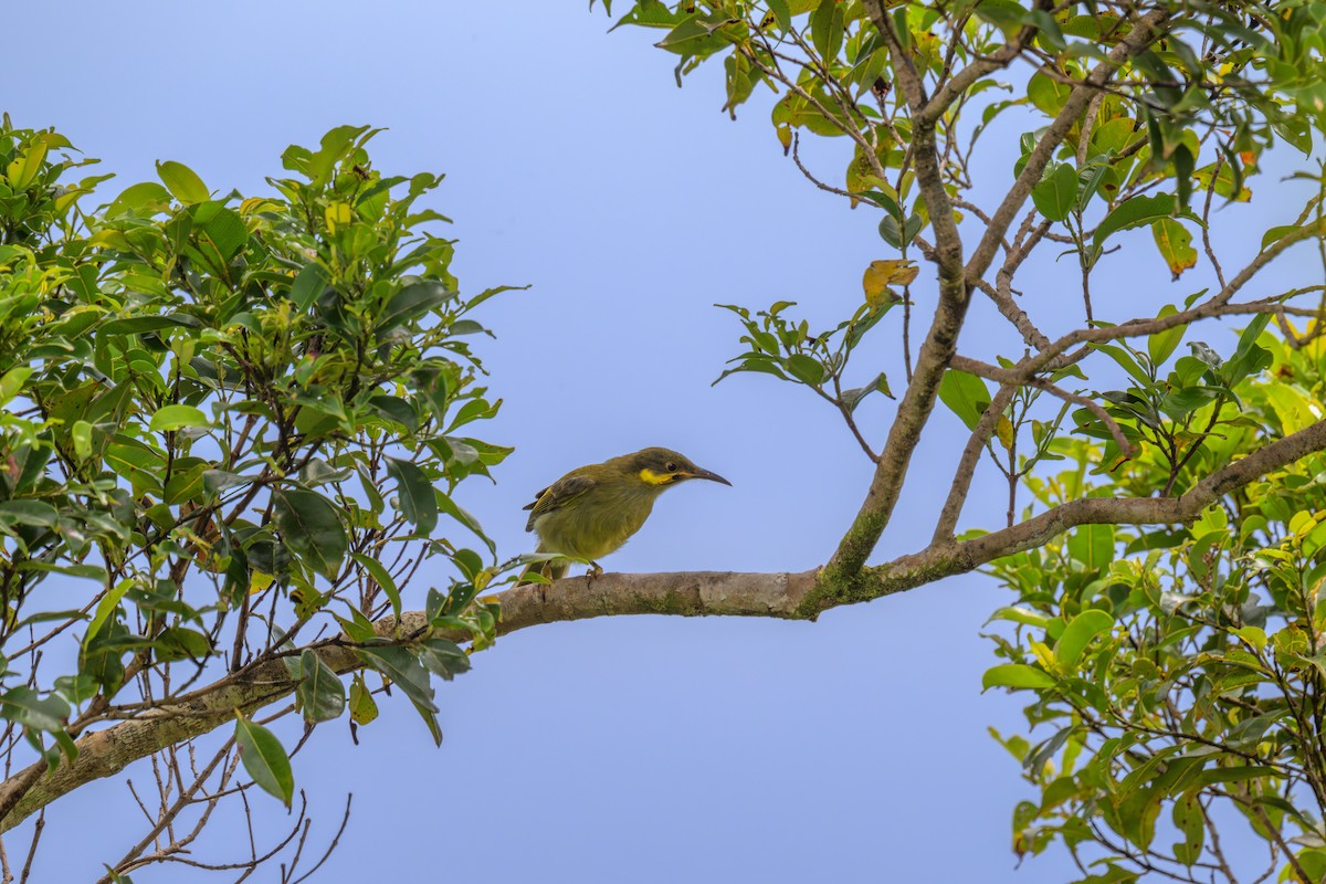 Eastern Wattled-Honeyeater - ML642199600