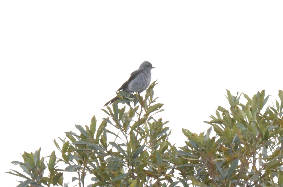 Shear-tailed Gray Tyrant - ML642199618