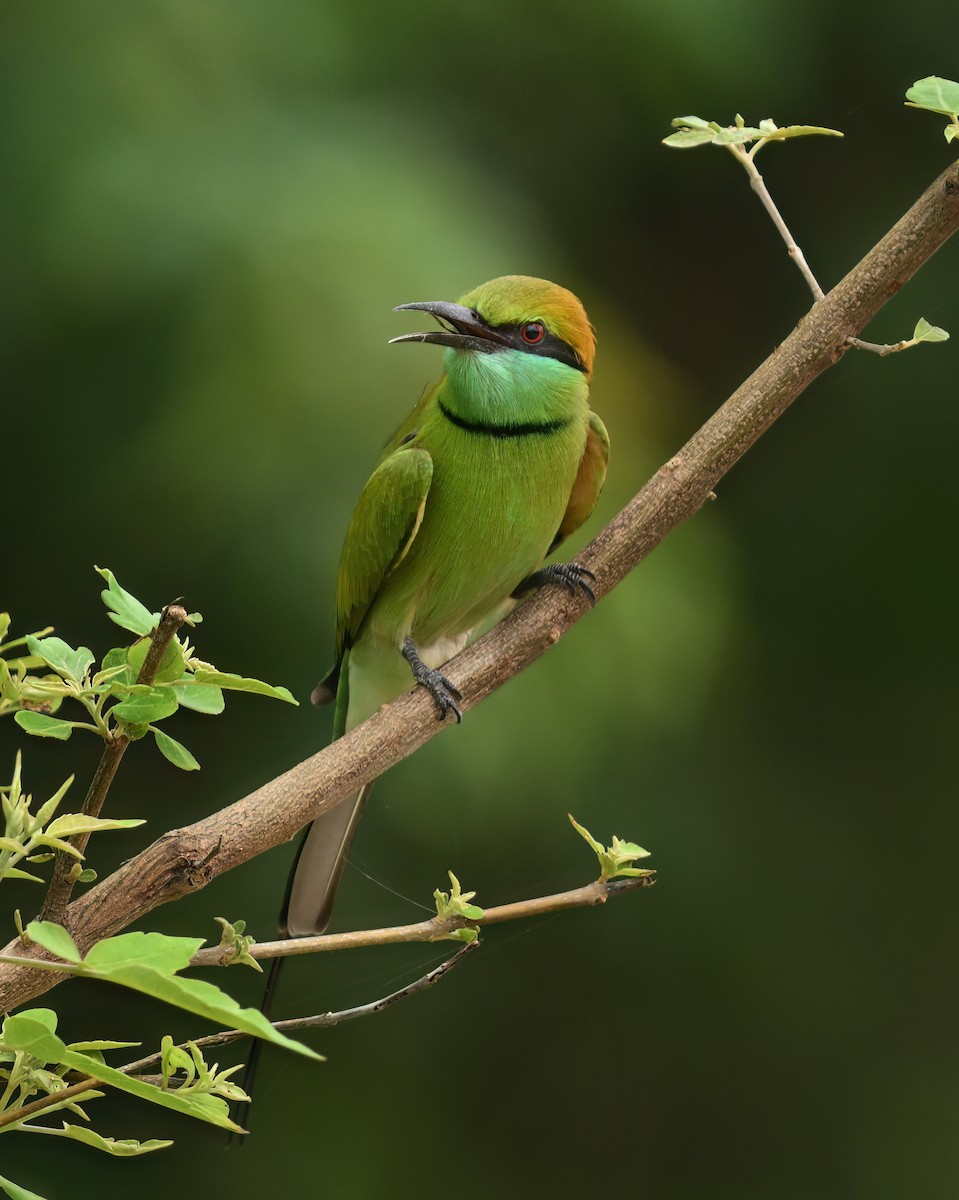 Asian Green Bee-eater - ML642199630