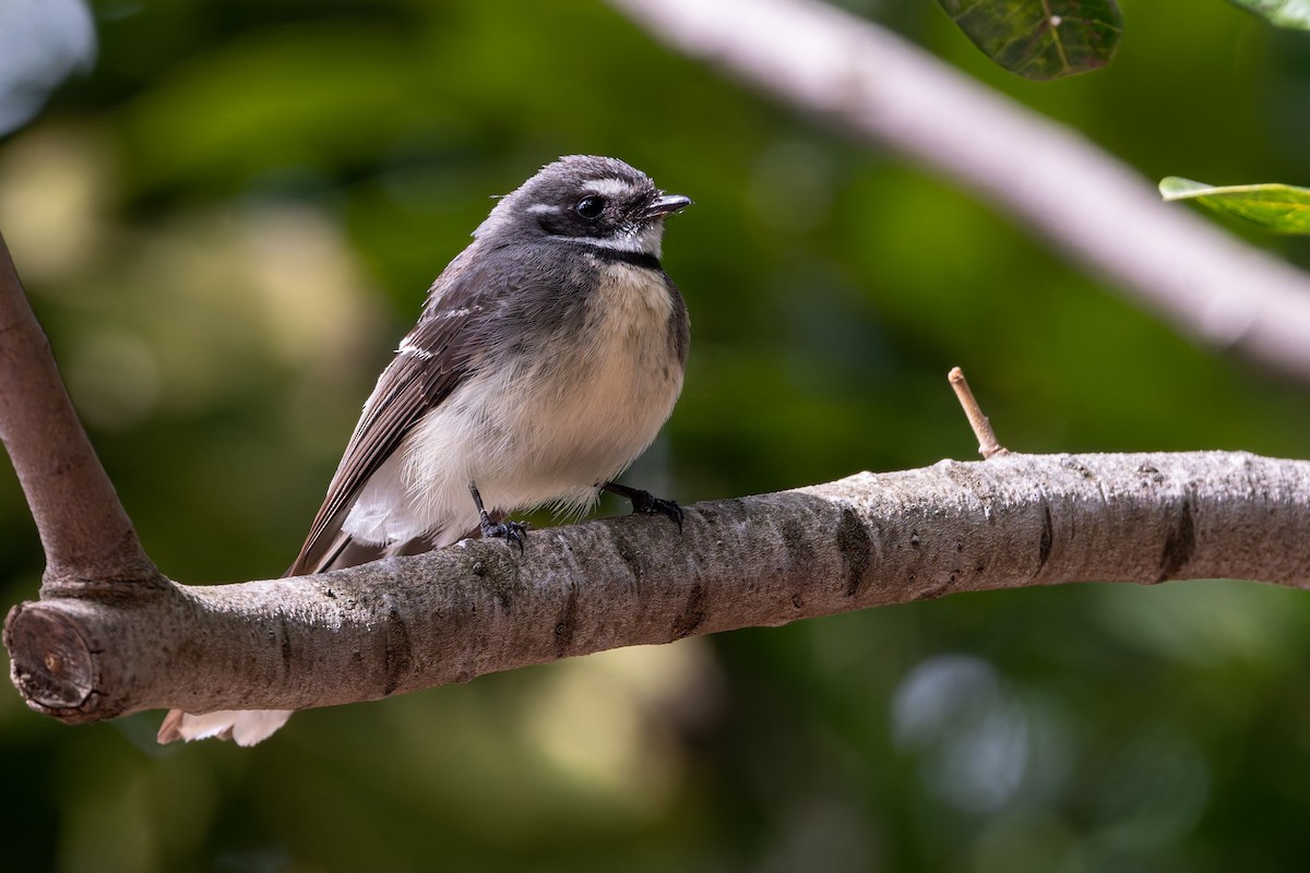 Gray Fantail - ML642199637