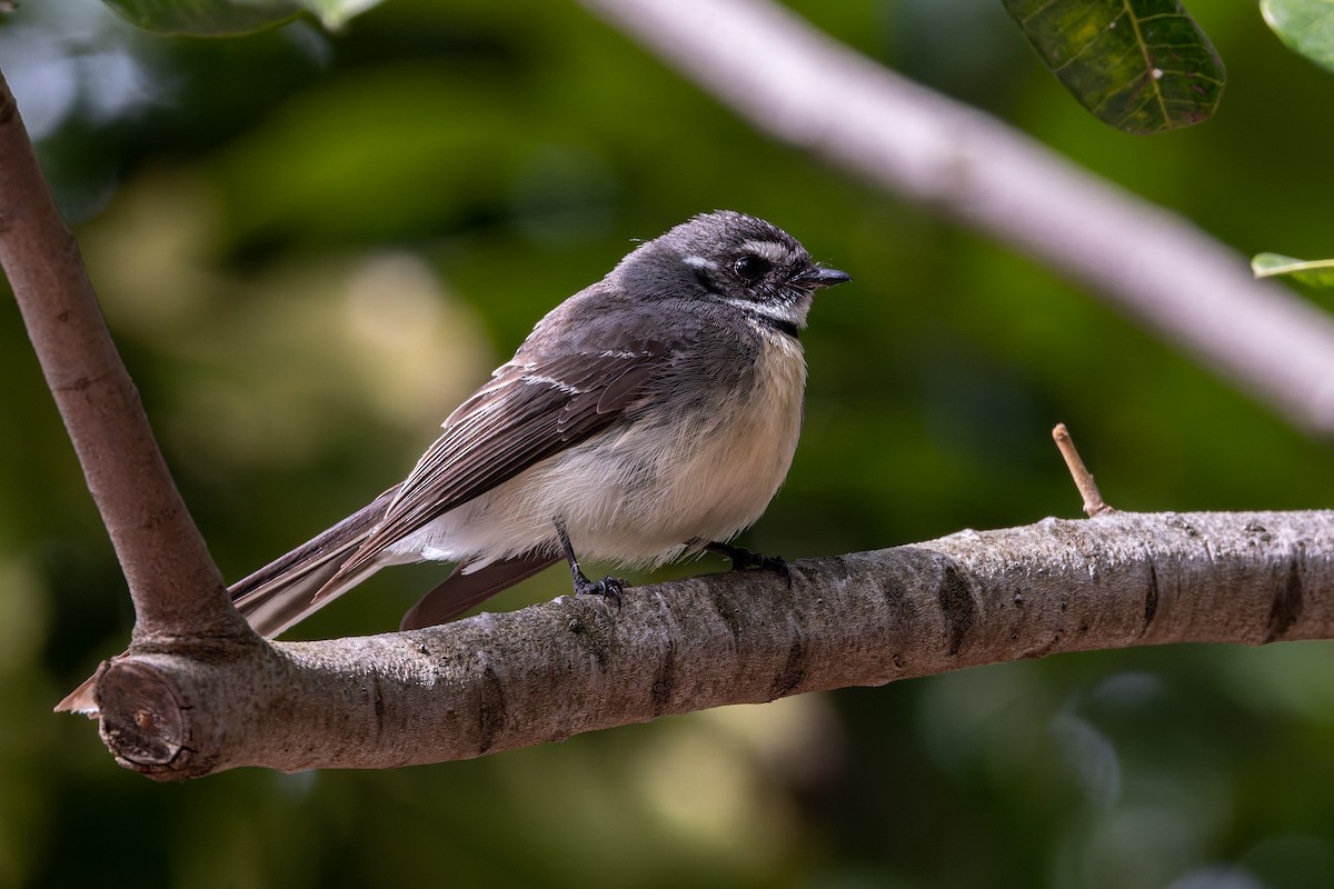Gray Fantail - ML642199638