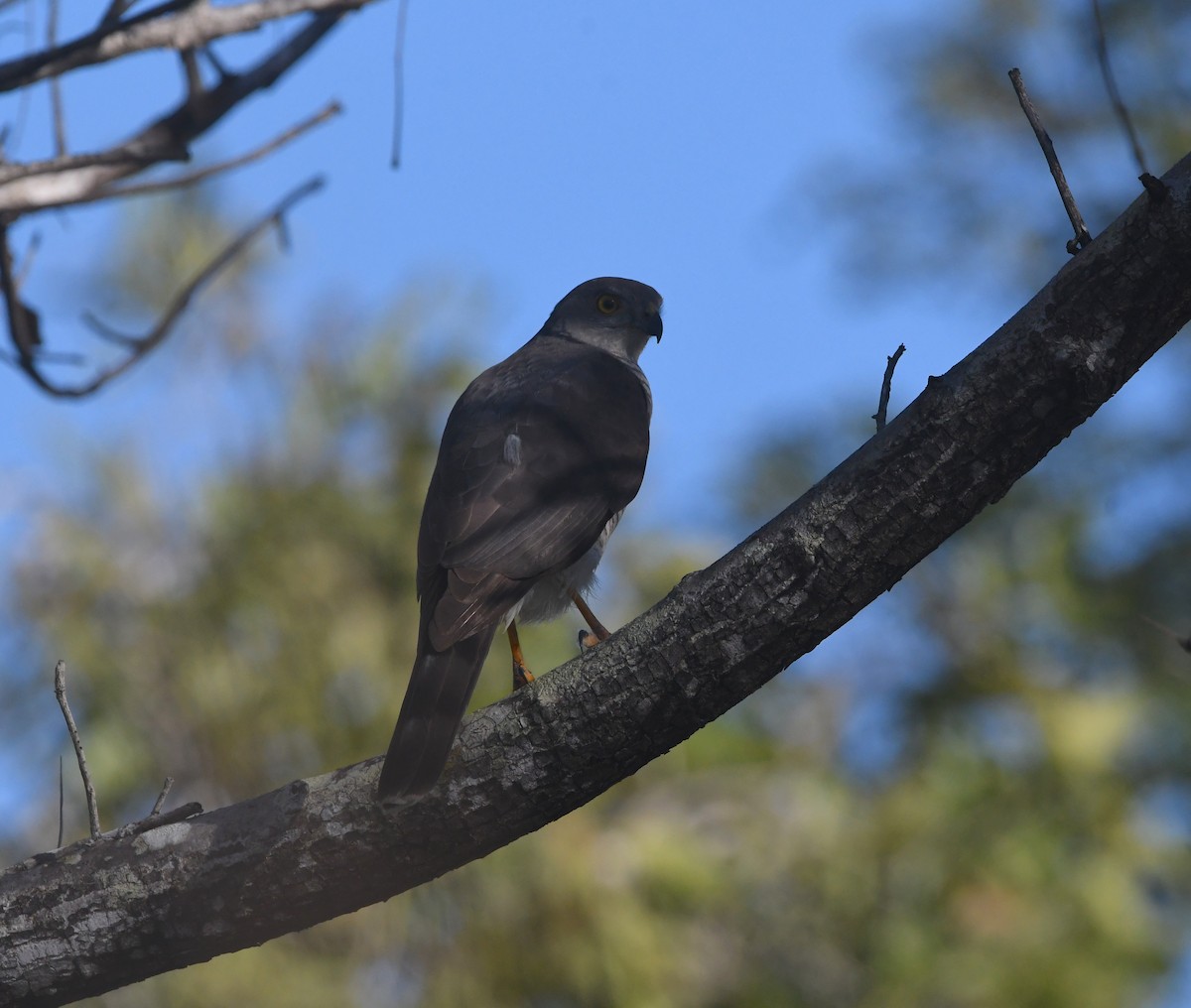 African Goshawk - ML642199639