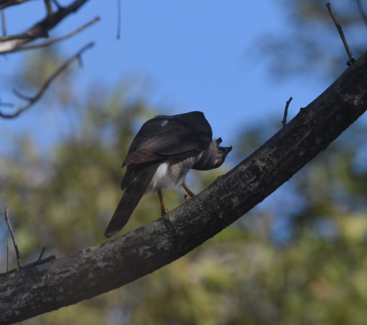 African Goshawk - ML642199651