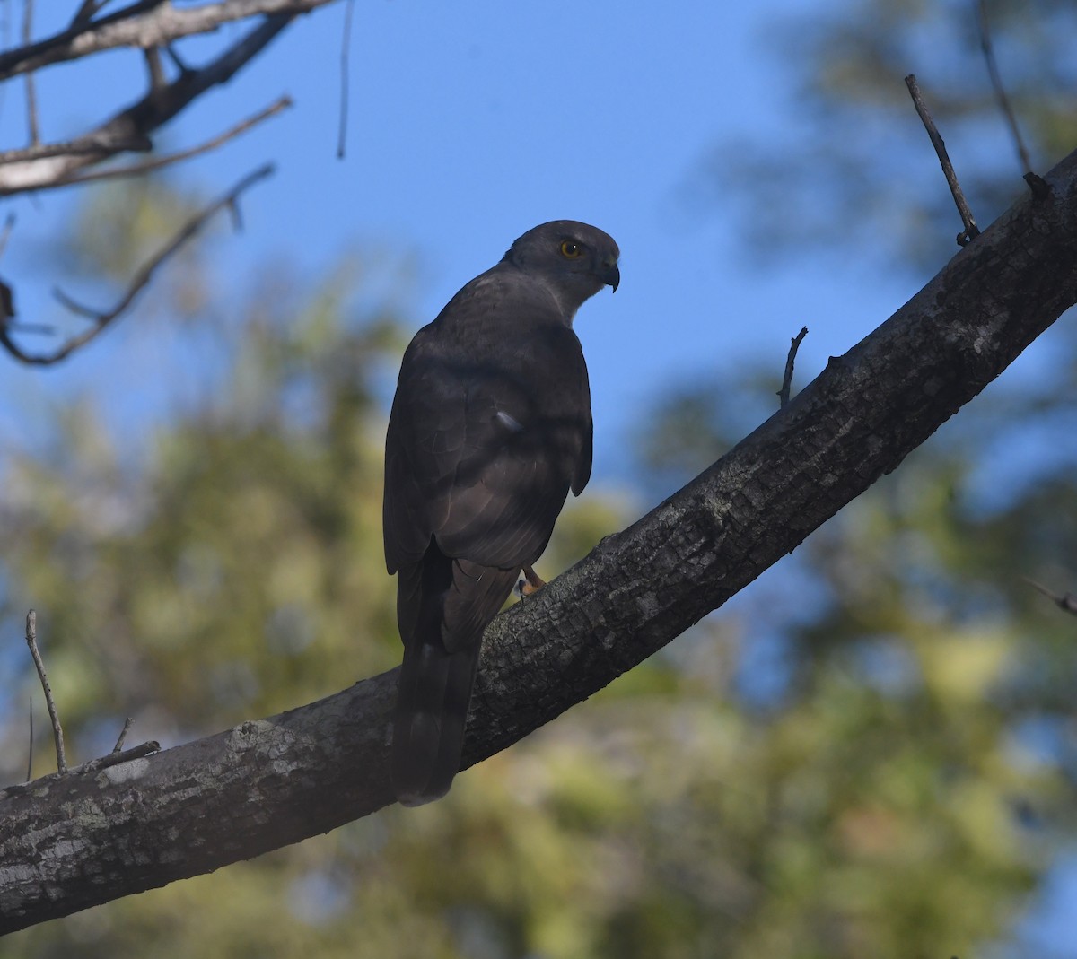 African Goshawk - ML642199667