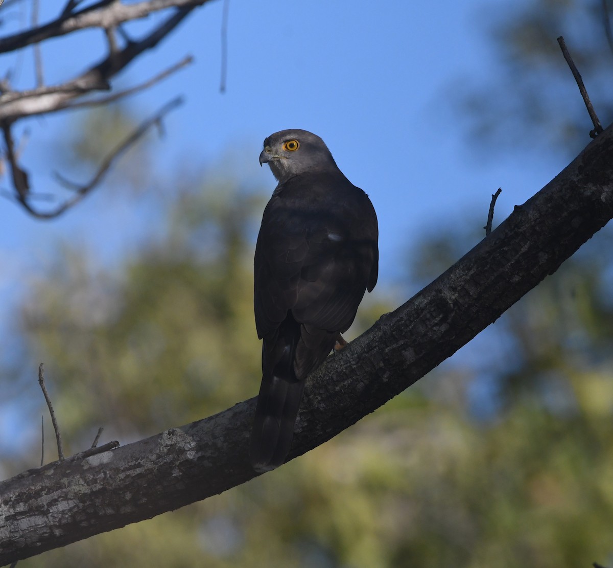 African Goshawk - ML642199701