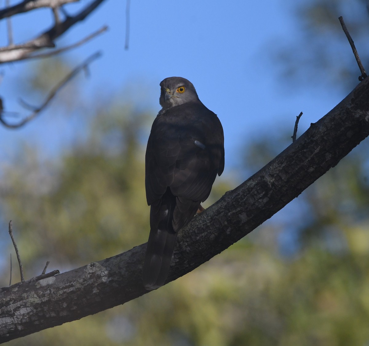 African Goshawk - ML642199708