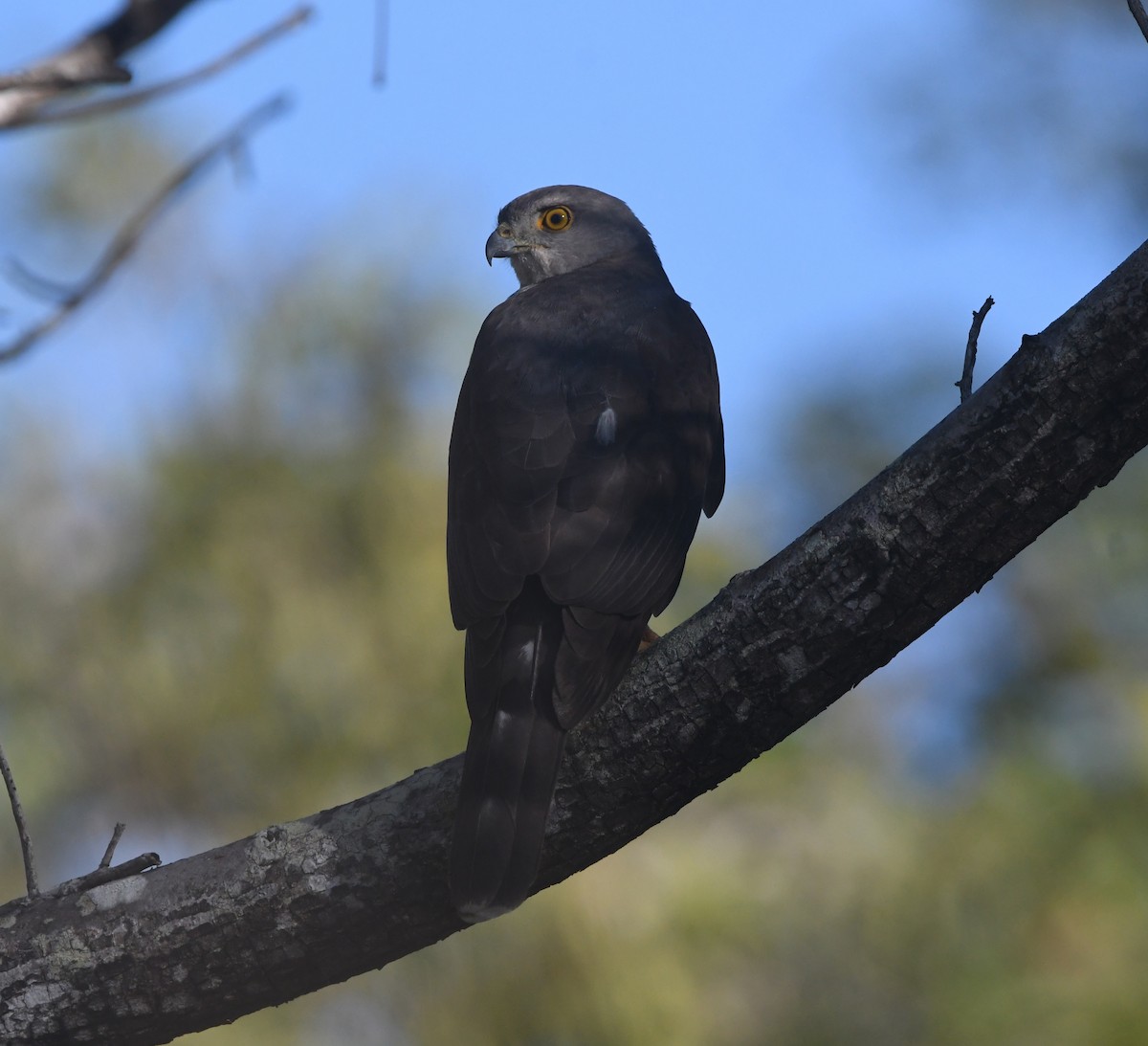 African Goshawk - ML642199719