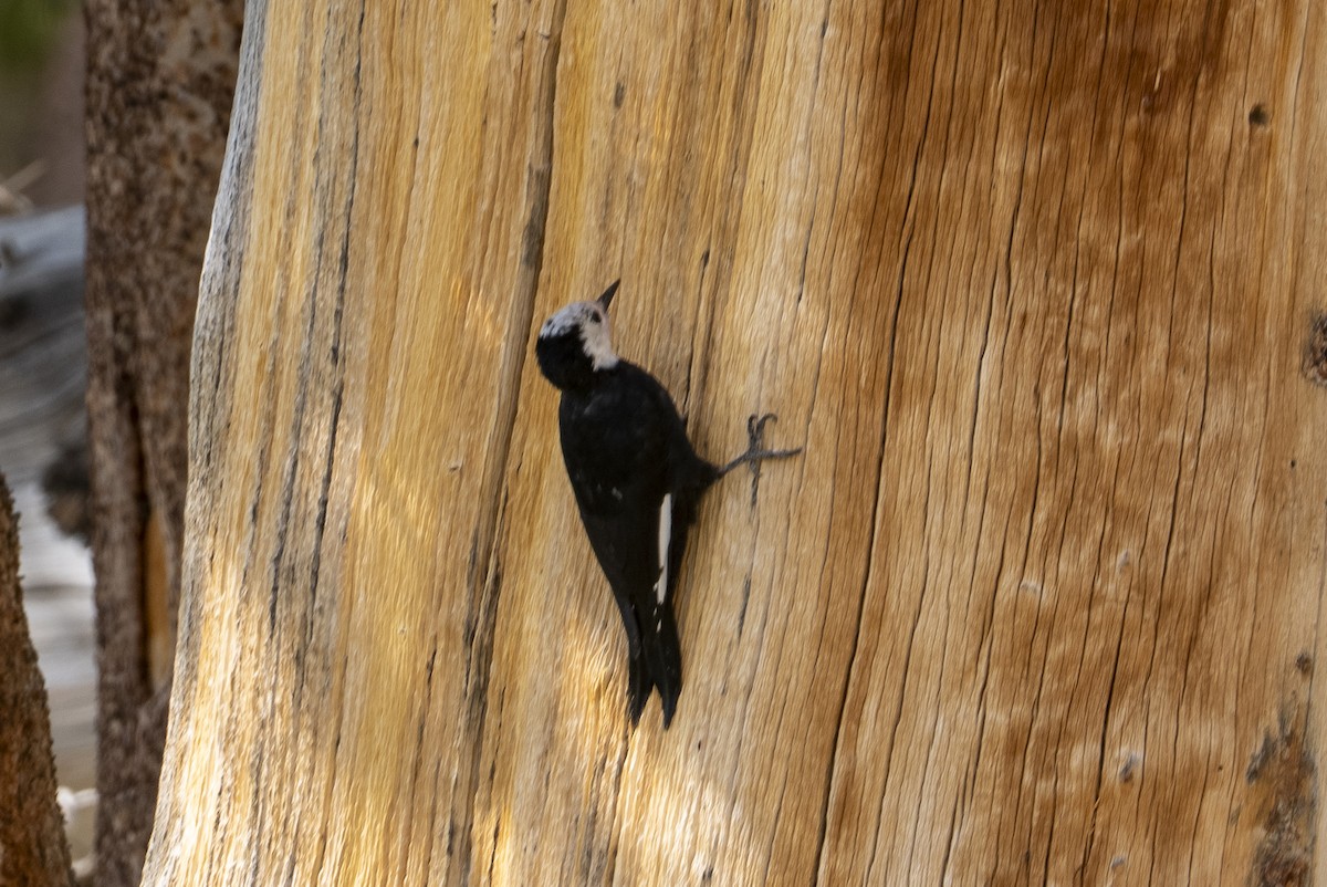 White-headed Woodpecker - ML642199767