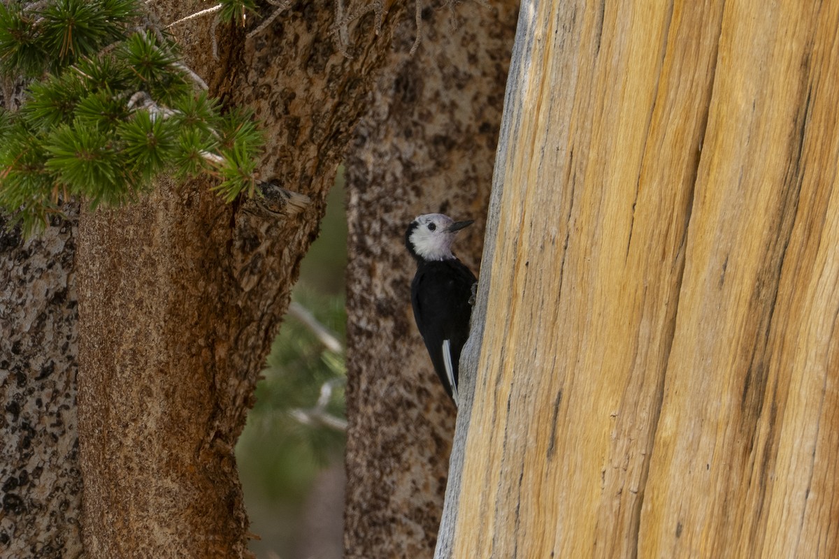 White-headed Woodpecker - ML642199768