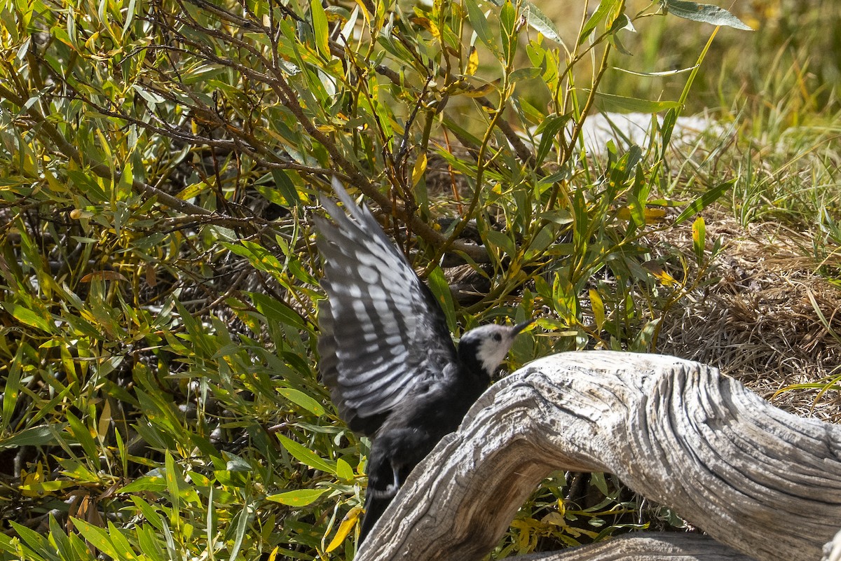 White-headed Woodpecker - ML642199775