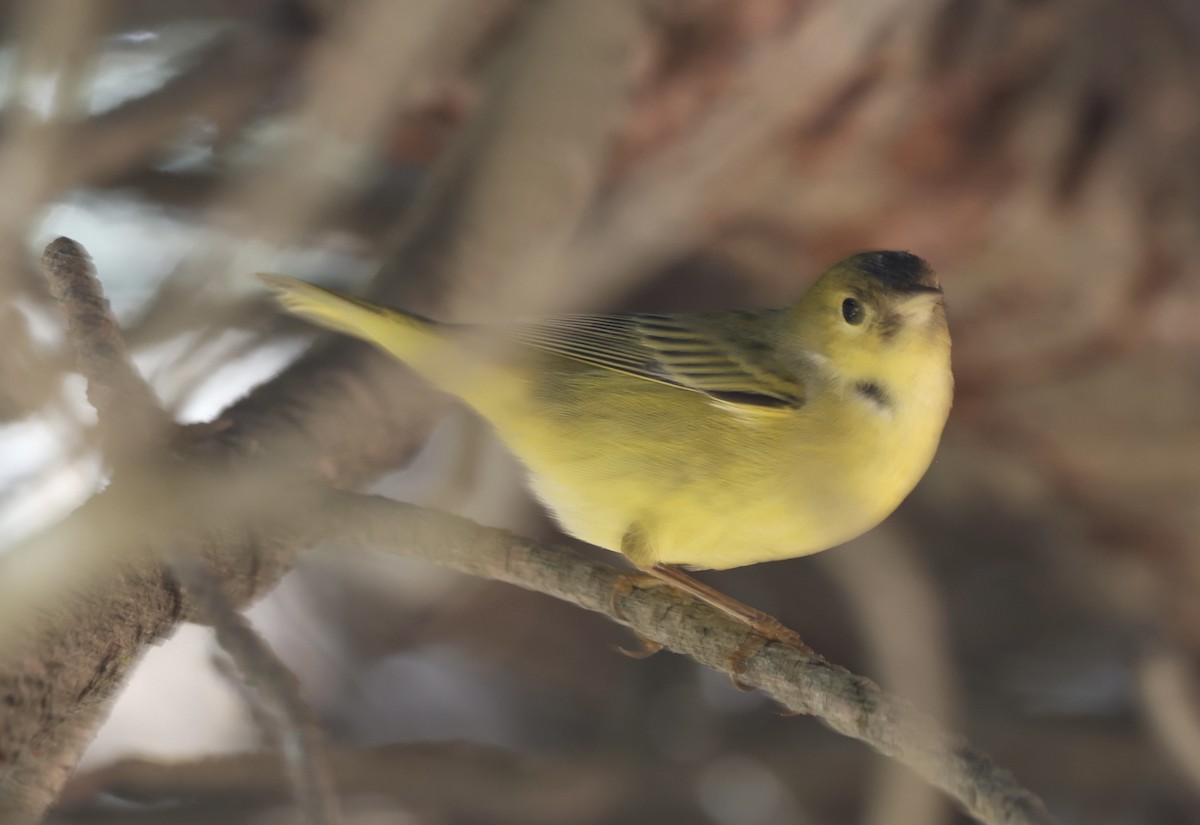 Yellow Warbler - ML642199776