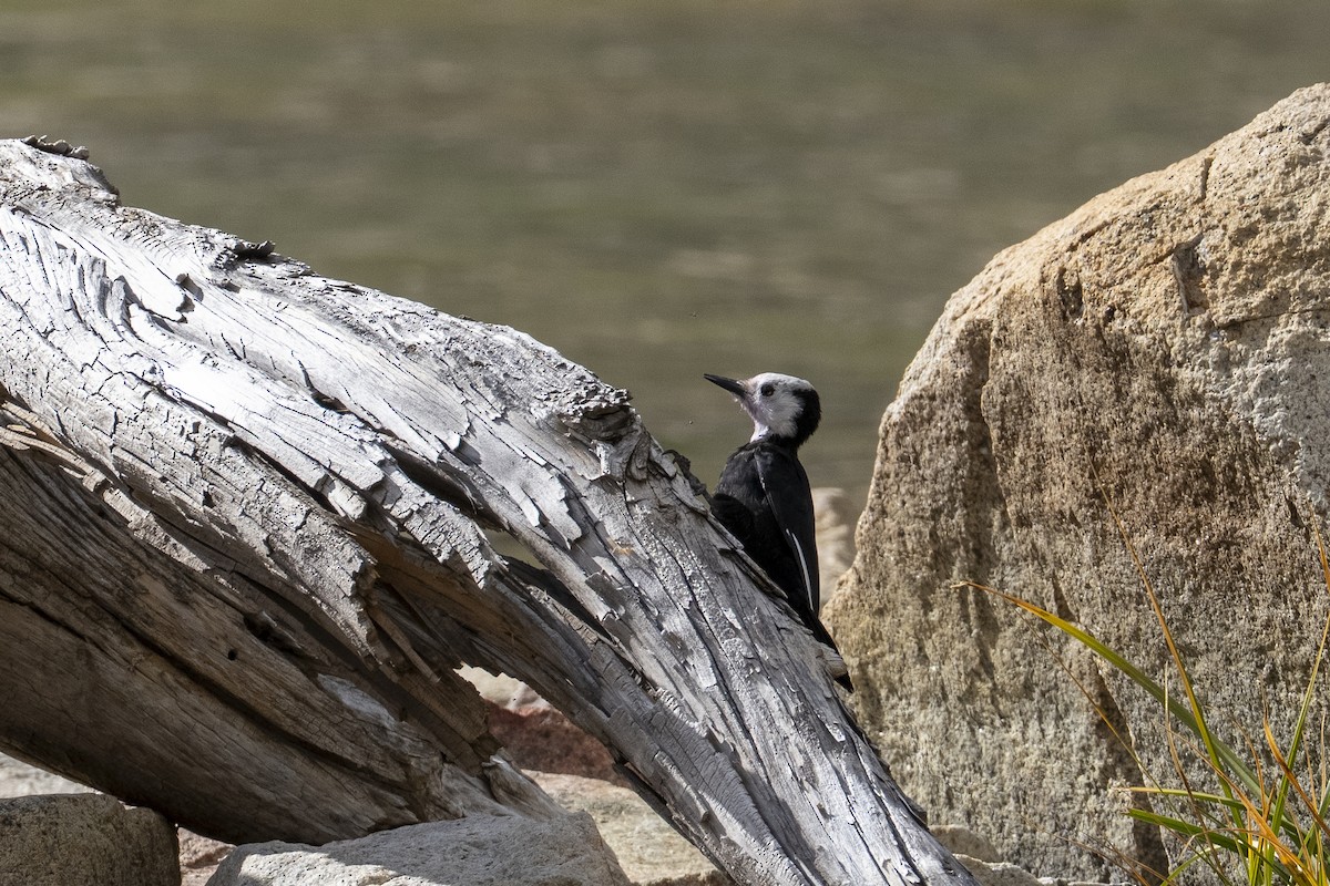 White-headed Woodpecker - ML642199778