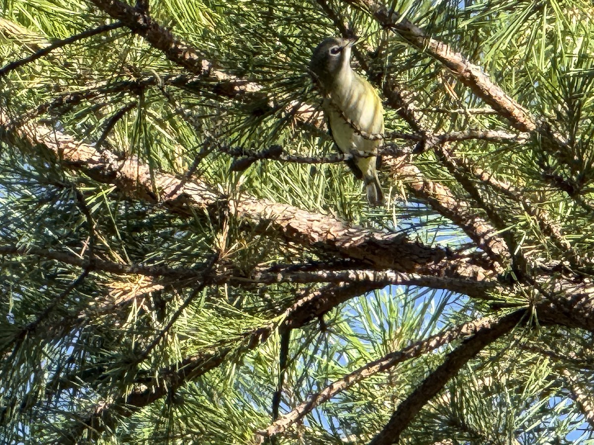 Blue-headed Vireo - ML642199790