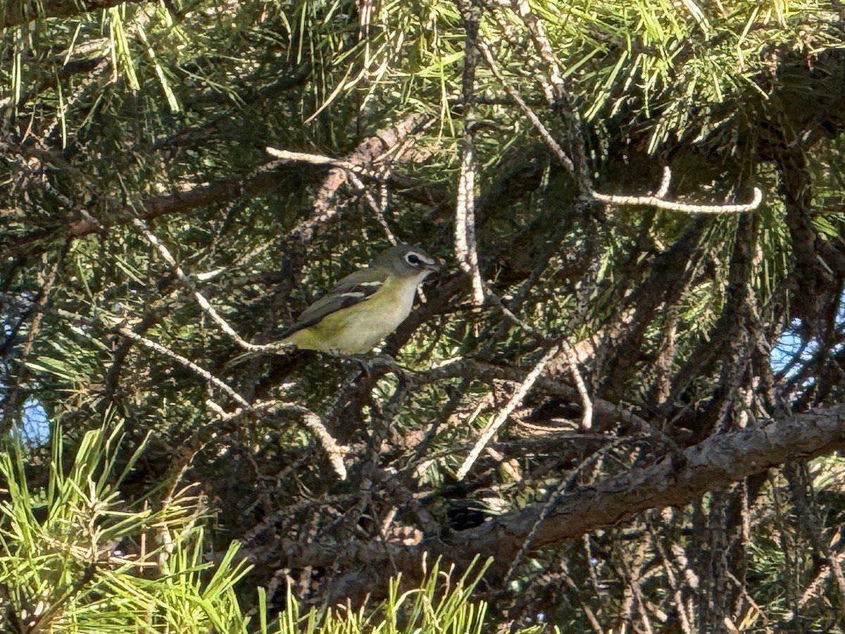 Blue-headed Vireo - ML642199791