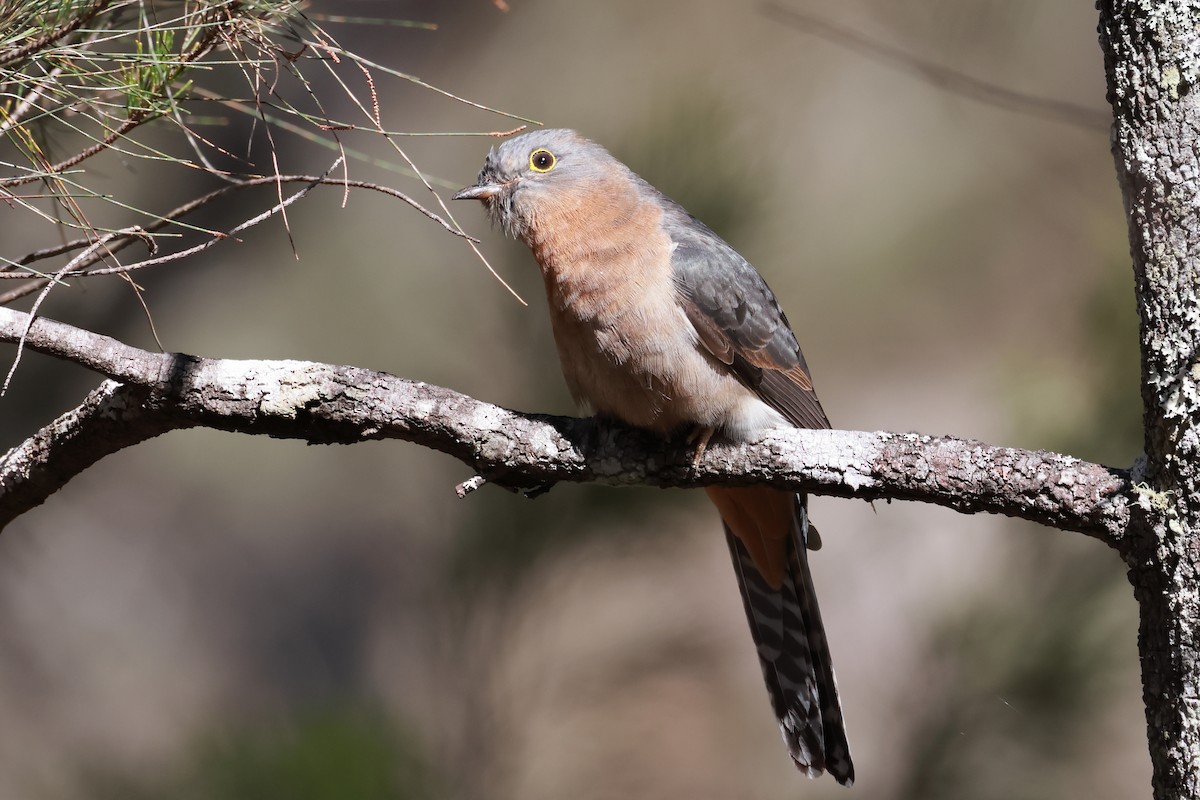 Fan-tailed Cuckoo - ML642199872