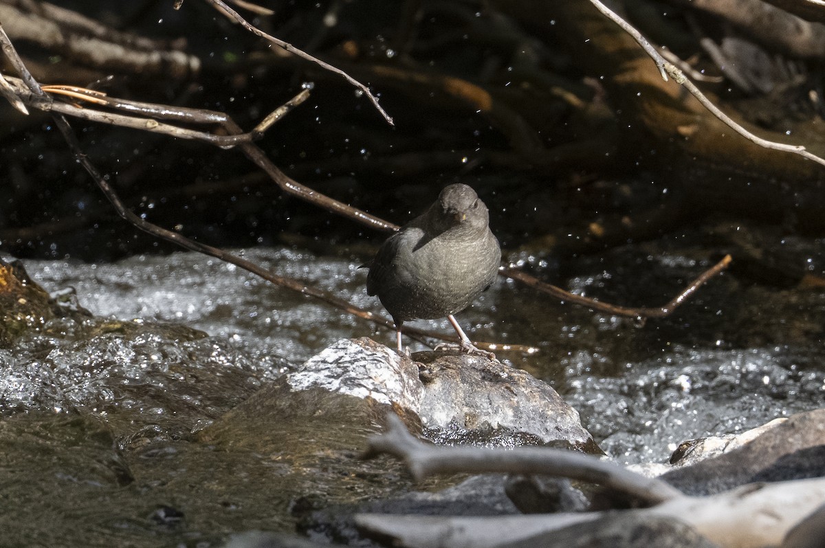 American Dipper - ML642199887