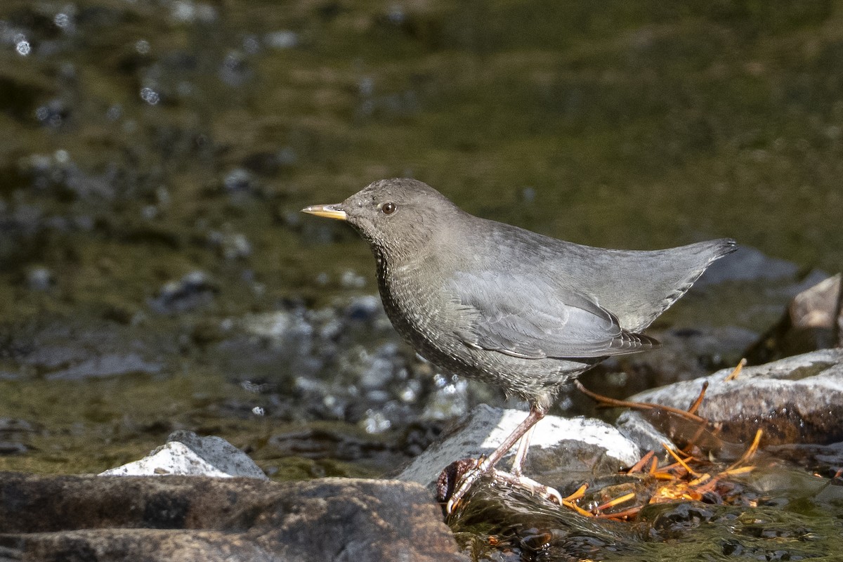 American Dipper - ML642199889