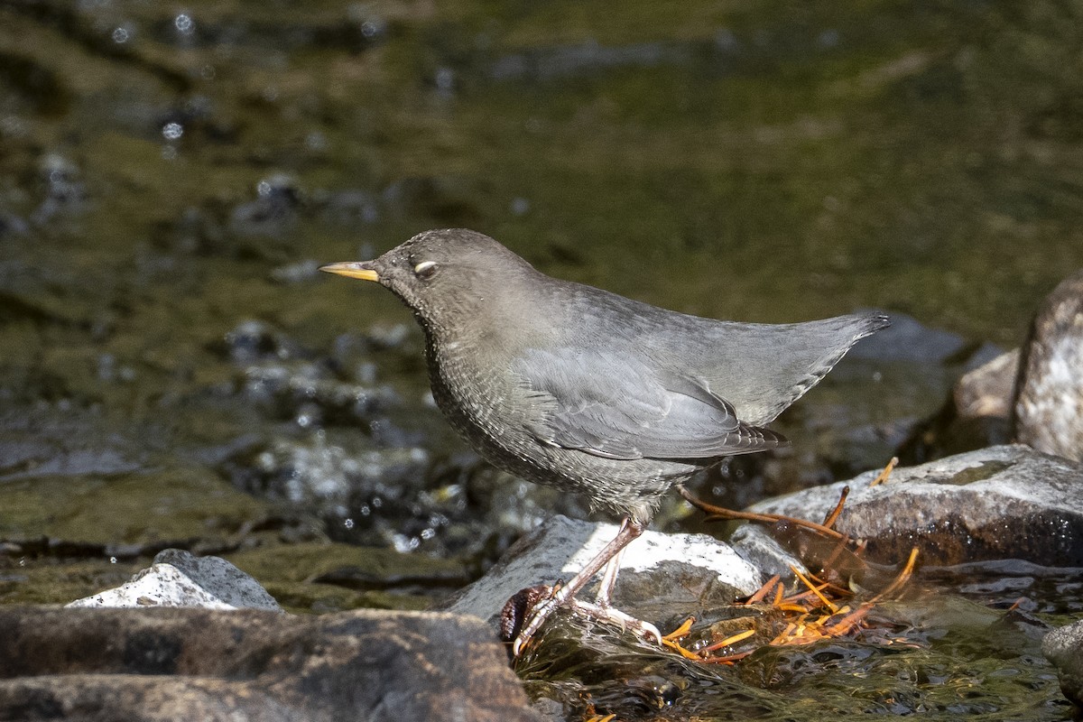 American Dipper - ML642199892
