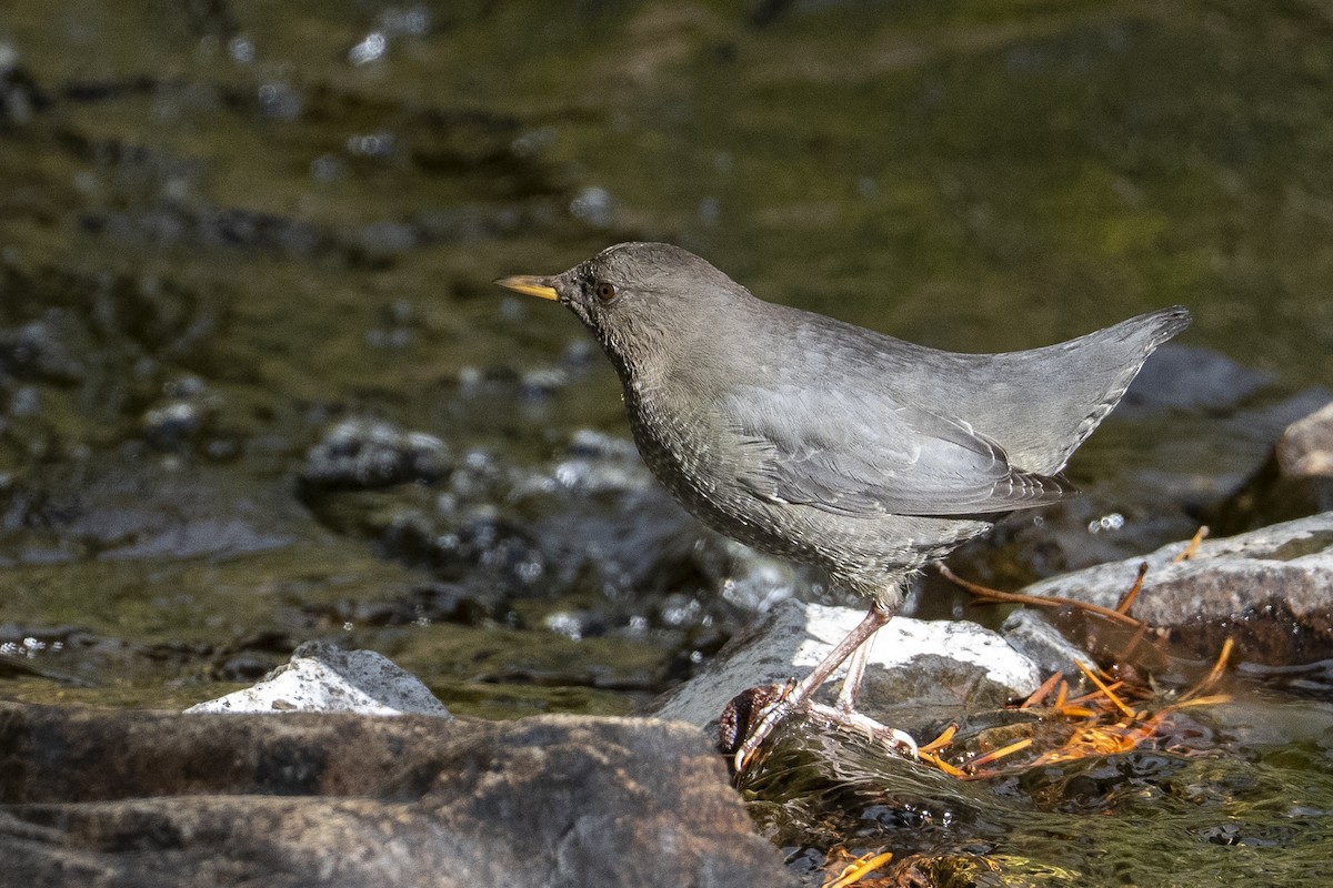 American Dipper - ML642199909