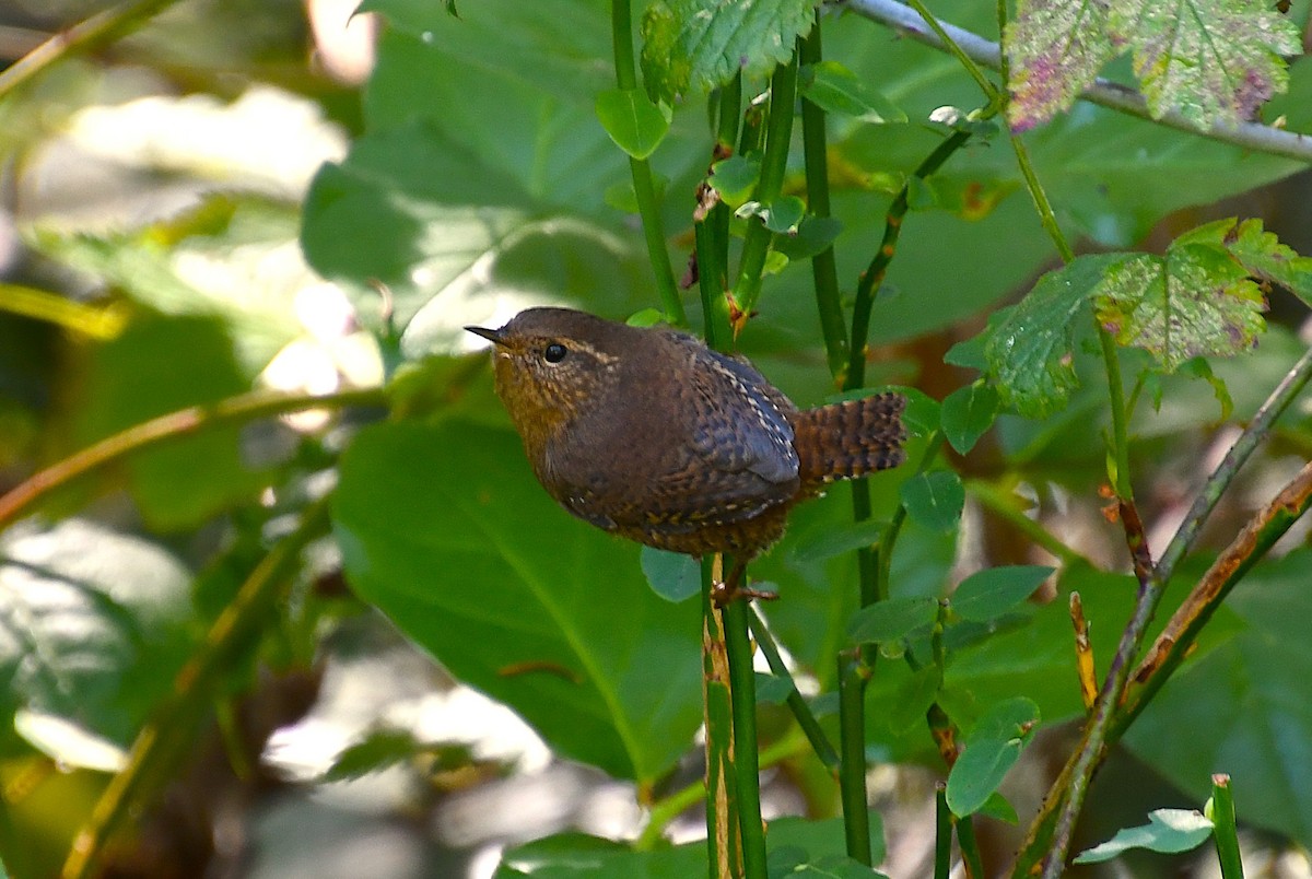 Pacific Wren (pacificus Group) - ML642199917