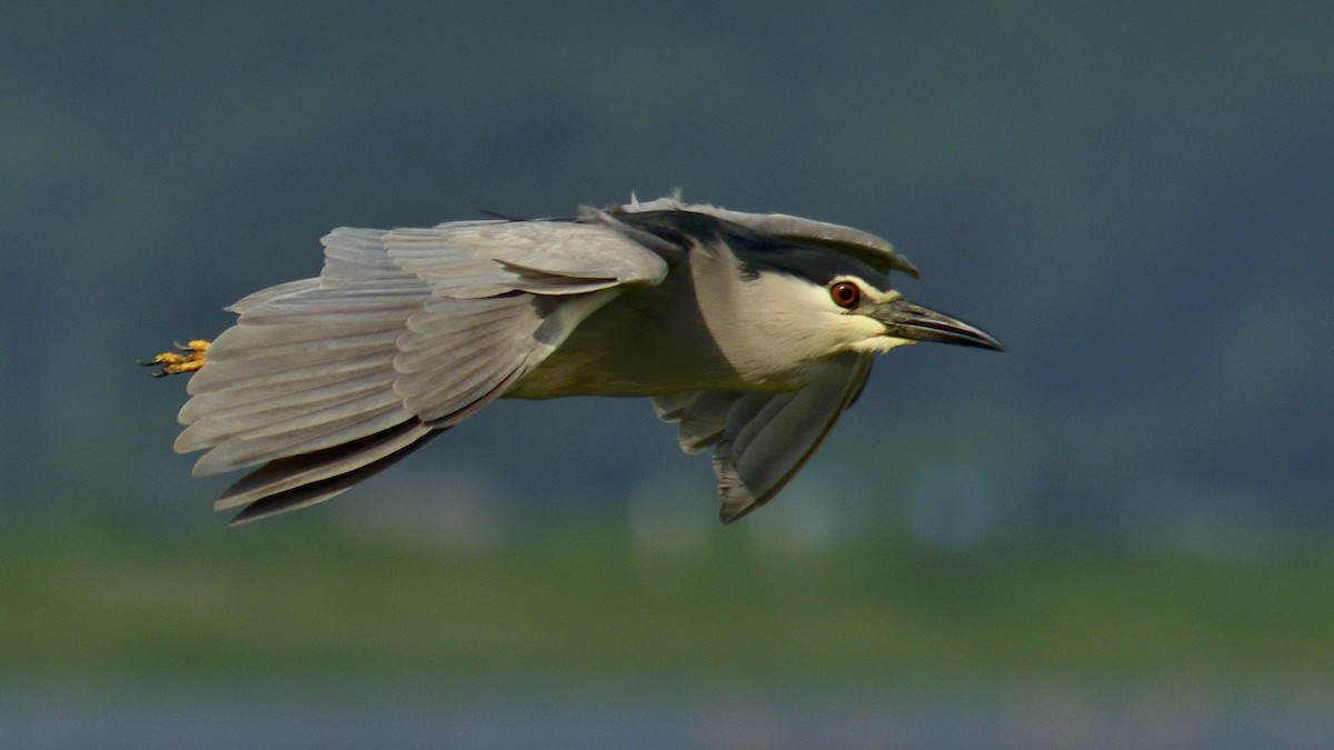ゴイサギ（nycticorax） - ML642199940