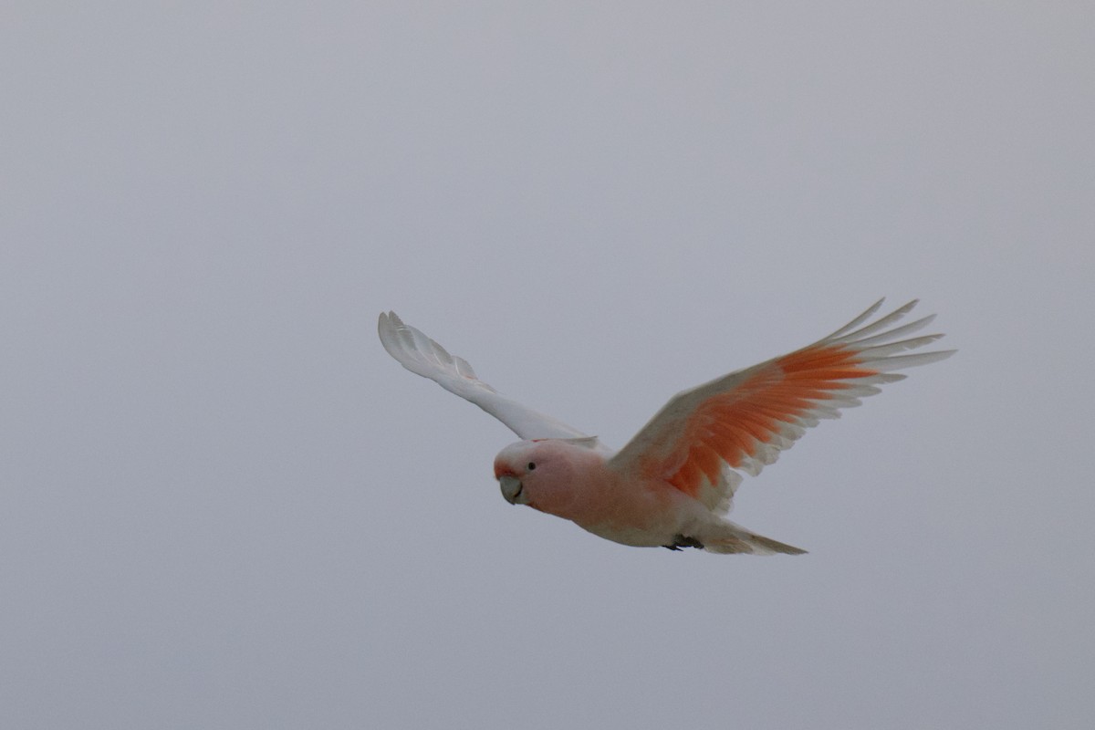 Pink Cockatoo - ML642199951