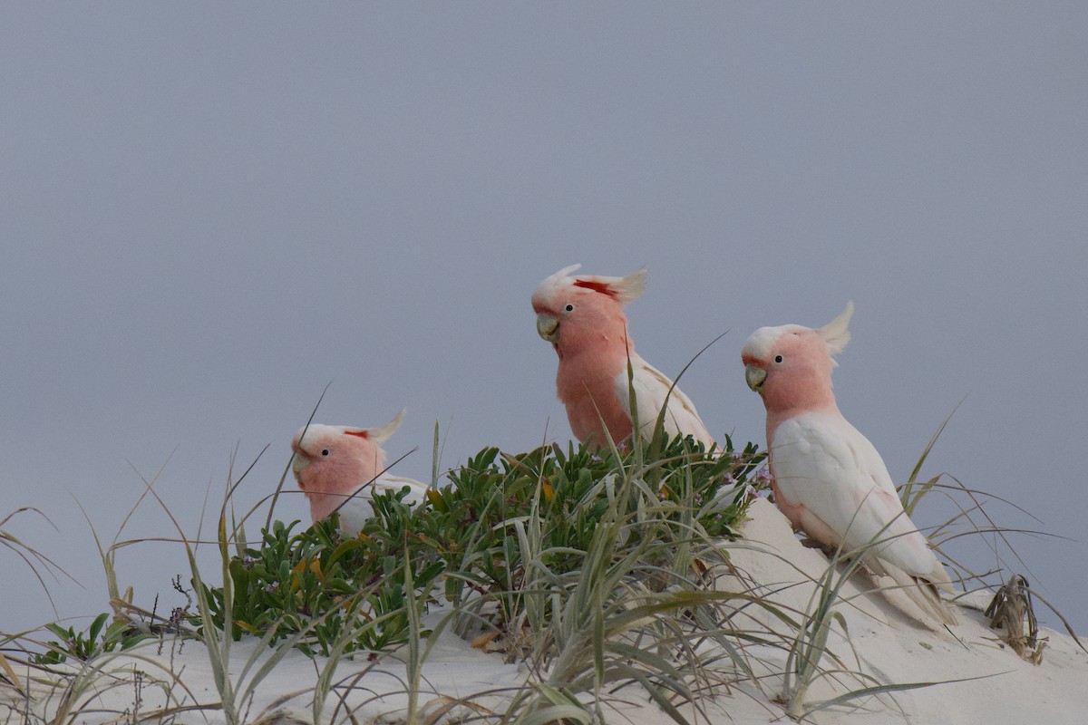 Pink Cockatoo - ML642199967