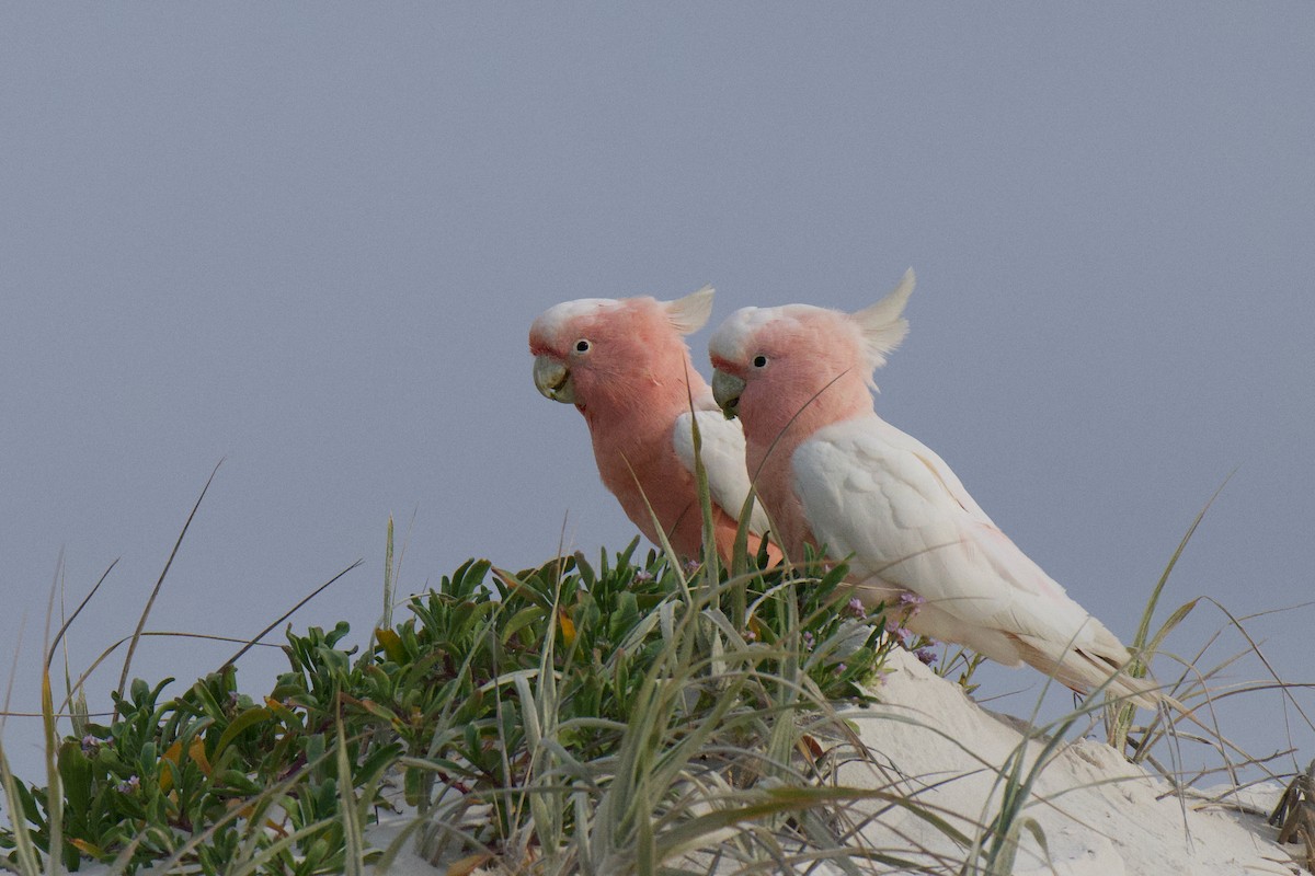 Pink Cockatoo - ML642199968