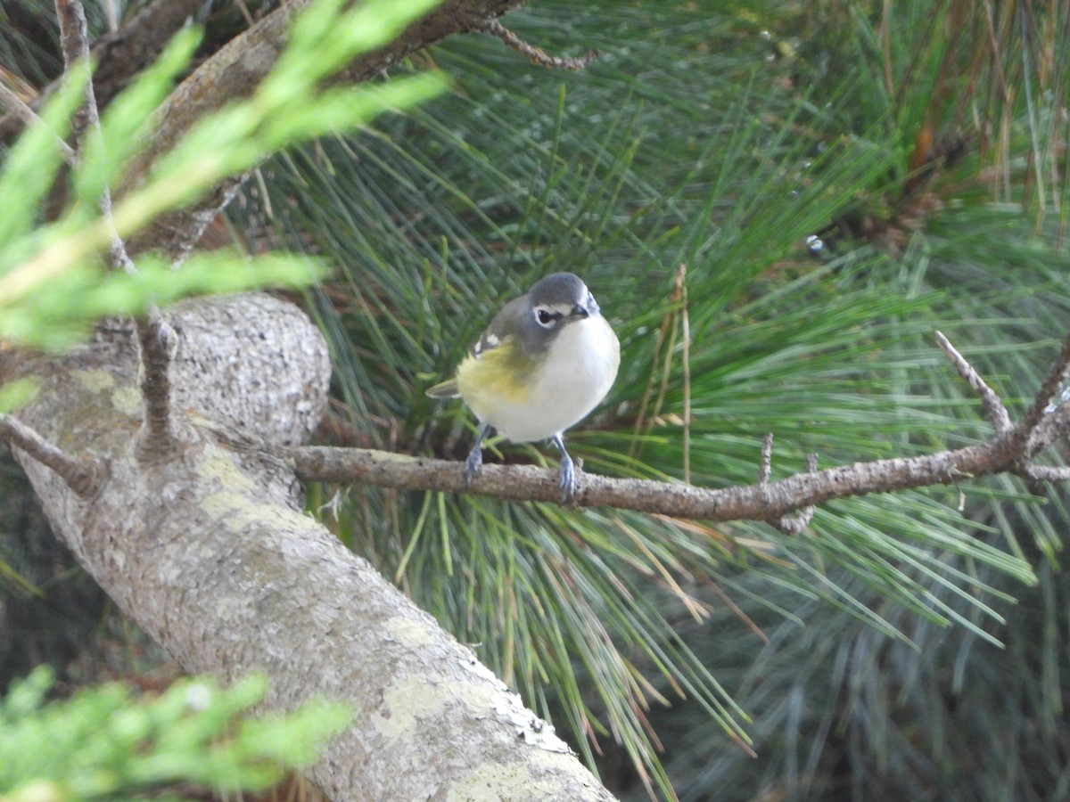 Blue-headed Vireo - ML642199971