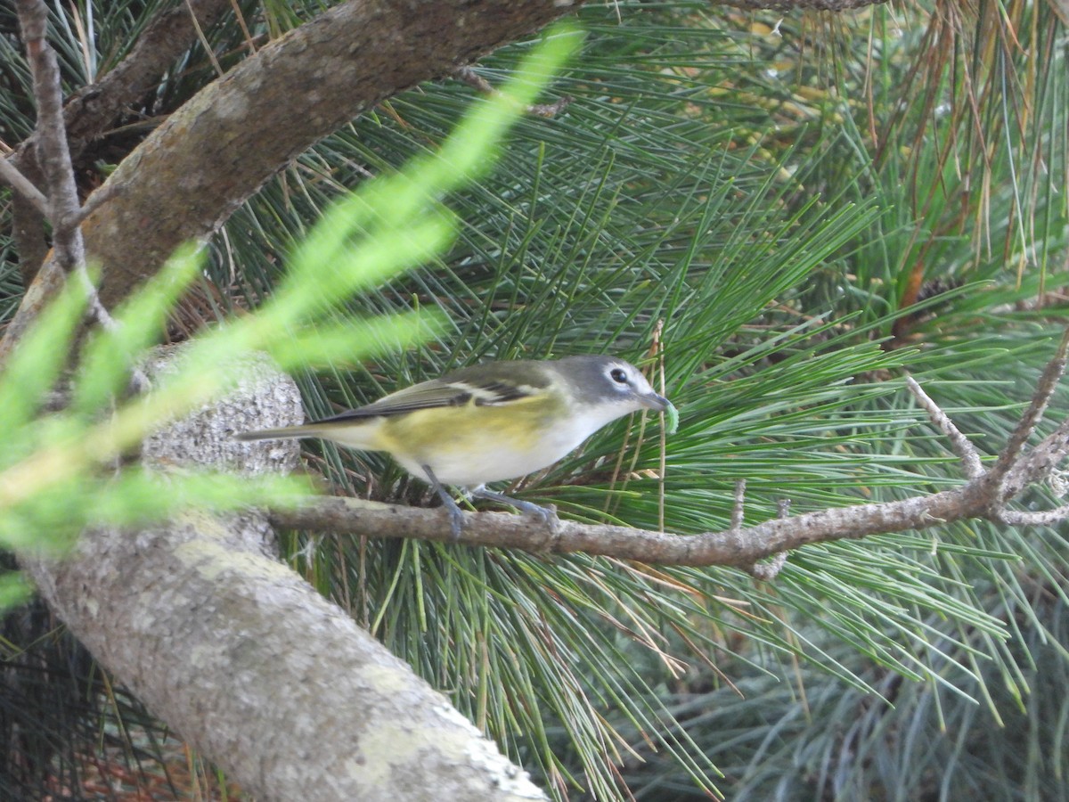 Blue-headed Vireo - ML642199972